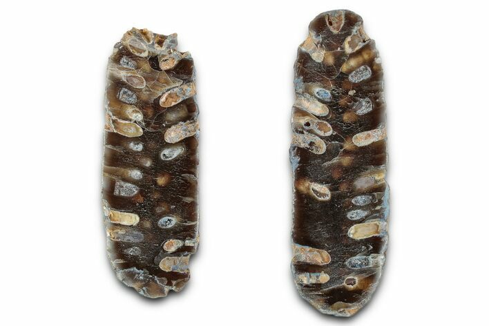 Cut & Polished Fossil Cycadophyte Cone - Boujdour, Morocco #346857